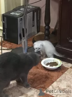 Photos supplémentaires: Le meilleur cadeau pour un enfant, ce sont les chatons !