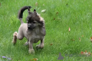 Photo №4. Je vais vendre chien chinois à crête en ville de Piaseczno. éleveur - prix - 1250€