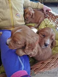 Photos supplémentaires: Beaux chiots cocker de travail de Kc Reg