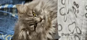 Photo №1. british longhair - à vendre en ville de Herentals | négocié | Annonce № 128132