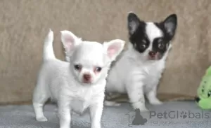 Photo №1. chihuahua - à vendre en ville de Sliven | Gratuit | Annonce №83773