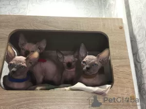 Photo №1. sphynx - à vendre en ville de Khabarovsk | négocié | Annonce № 28538