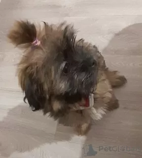 Photo №1. shih tzu - à vendre en ville de Regensburg | Gratuit | Annonce №130196