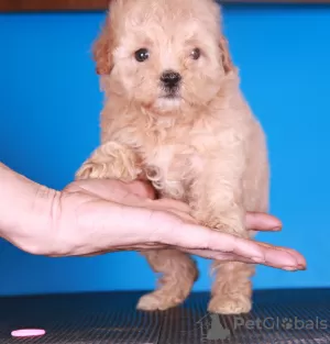 Photo №3. Chiots Maltipoo F1. Fédération de Russie