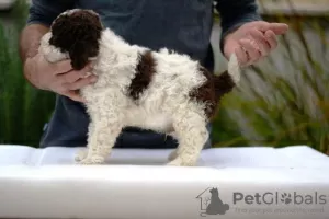 Photos supplémentaires: Lagotto Romagnolo, chiots mâles