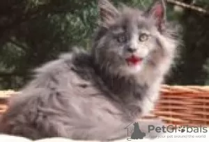 Photo №1. maine coon - à vendre en ville de Фискари | Gratuit | Annonce № 128593