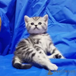 Photo №1. scottish fold - à vendre en ville de Wiesbaden | 300€ | Annonce № 97044