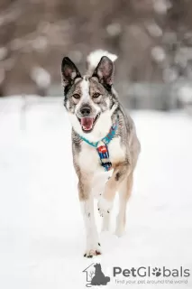 Photo №1. chien bâtard - à vendre en ville de Москва | Gratuit | Annonce №129680