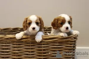 Photo №1. cavalier king charles spaniel - à vendre en ville de Denver | 284€ | Annonce №110704