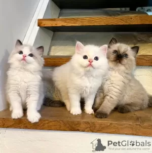 Photo №1. ragdoll - à vendre en ville de Paris | négocié | Annonce № 82751