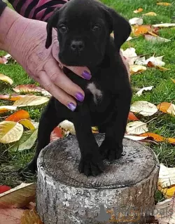 Photo №2 de l'annonce № 30085 de la vente cane corso - acheter à Allemagne annonce privée