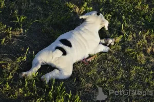 Photos supplémentaires: Garçons de bouledogue anglais