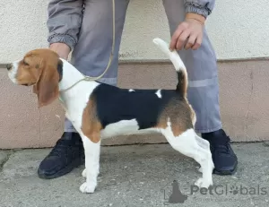 Photo №4. Je vais vendre beagle en ville de Omoljica. annonce privée - prix - négocié