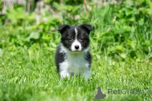 Photos supplémentaires: Chiots border collie