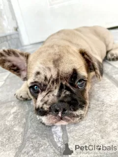 Photos supplémentaires: Chiot bouledogue français