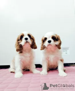 Photo №2 de l'annonce № 39421 de la vente cavalier king charles spaniel - acheter à Fédération de Russie annonce privée