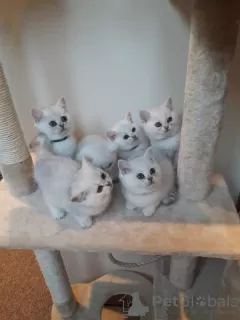 Photos supplémentaires: Mignons chatons British shorthair vaccinés à vendre