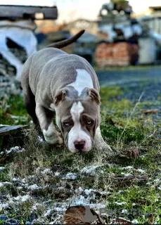 Photos supplémentaires: CHIOTS BULLY AMÉRICAINS