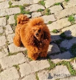 Photo №1. caniche (jouet) - à vendre en ville de Werbass | négocié | Annonce №121587