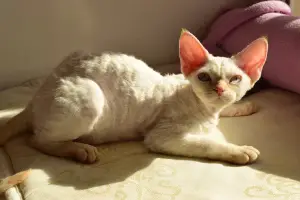 Photo №1. devon rex - à vendre en ville de Ulyanovsk | 451€ | Annonce № 1836