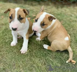 Photo №1. bull terrier - à vendre en ville de Дублин | négocié | Annonce №116881