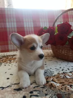 Photo №1. welsh corgi - à vendre en ville de Mogilyov | négocié | Annonce №20283