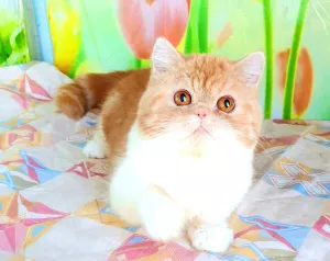 Photo №2 de l'annonce № 5650 de la vente exotic shorthair - acheter à La Moldavie de la fourrière