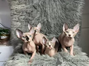 Photo №3. Chatons sphynx et elfe à vendre. Allemagne