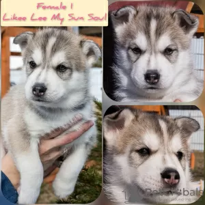 Photo №2 de l'annonce № 10423 de la vente husky de sibérie - acheter à Fédération de Russie éleveur