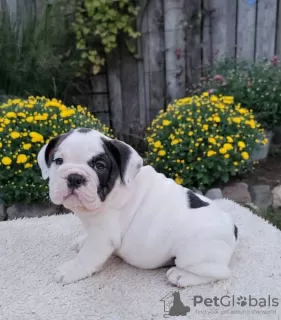 Photo №1. bulldog anglais - à vendre en ville de Lisbon | négocié | Annonce №126870