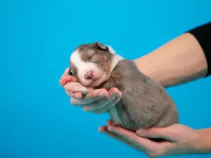 Photo №3. Chiots de berger australien à vendre. Fédération de Russie