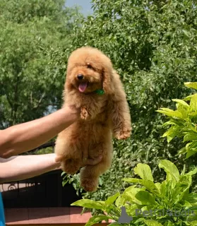 Photo №4. Je vais vendre caniche (jouet) en ville de Voronezh. de la fourrière, éleveur - prix - négocié