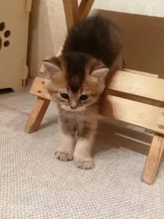 Photo №2 de l'annonce № 5607 de la vente british shorthair - acheter à Fédération de Russie de la fourrière