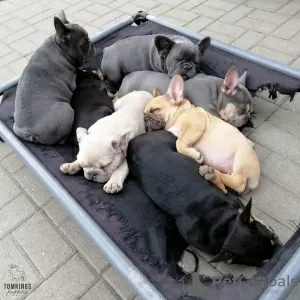 Photos supplémentaires: chiots bouledogue français