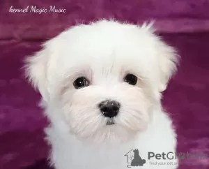 Photo №1. bichon maltais - à vendre en ville de Долинская | négocié | Annonce №26020