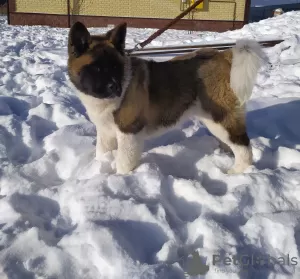 Photos supplémentaires: Chiots Akita américains