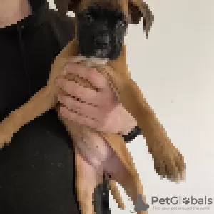 Photo №3. Chiots boxer allemand à vendre.. Suède