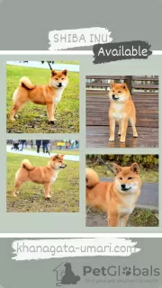 Photo №1. shiba - à vendre en ville de Москва | 1232€ | Annonce №66321