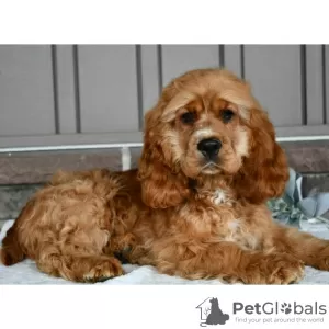 Photo №2 de l'annonce № 45706 de la vente cocker spaniel anglais - acheter à Colombie annonce privée