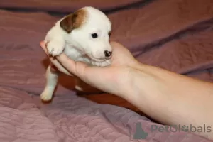 Photos supplémentaires: Chiots Jack Russell Terrier