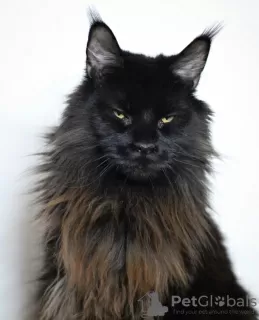 Photo №1. maine coon - à vendre en ville de Berlin | 800€ | Annonce № 105635