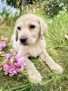 Photo №1. labrador retriever - à vendre en ville de Mogilyov | Gratuit | Annonce №16302