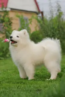 Photo №3. Samoyed Imperiya Sibiri Silvia Christelle. Fédération de Russie