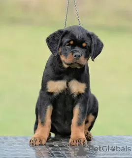 Photo №3. Chiots Rottweiler, portée supérieure. Serbie