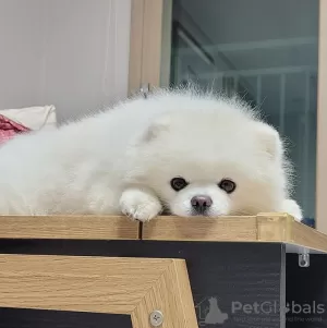 Photo №3. 養子 縁 組 の た め の ポ メ ラ ニ ア ン 子 犬. Le japon