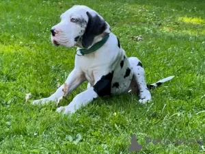 Photo №3. Chiots Dogue Allemand à vendre. Allemagne