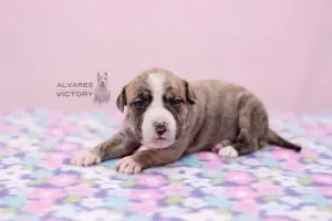 Photos supplémentaires: Chiots Amstaff, pépinière d’élevage "Alvarez Victory"