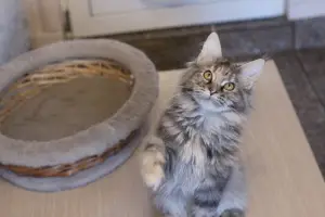 Photo №3. Maine Coon fille en couleur tortie argent marbre. Fédération de Russie