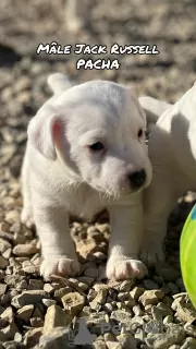 Photo №2 de l'annonce № 128106 de la vente jack russell terrier - acheter à France éleveur