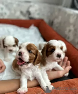 Photo №1. cavalier king charles spaniel - à vendre en ville de Аланья | 757€ | Annonce №77226